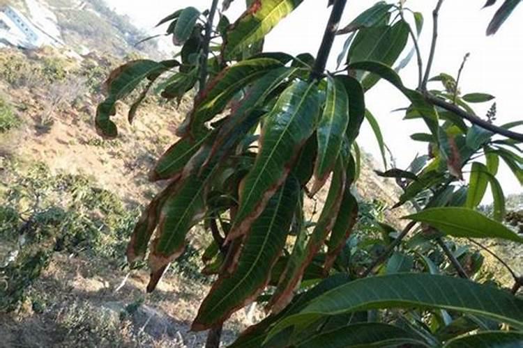 芒果树用什么肥料最好