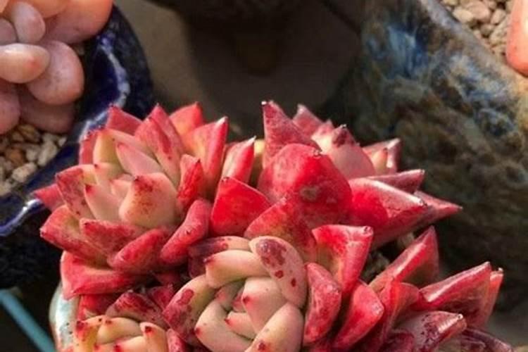 史丹利土活化剂能不能浇花