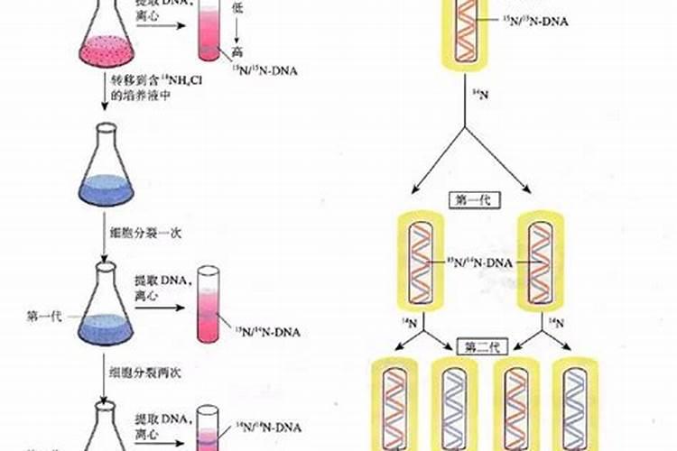 苹果树补钙的叶面肥有哪些苹果树叶面肥一年喷几次都喷什么肥