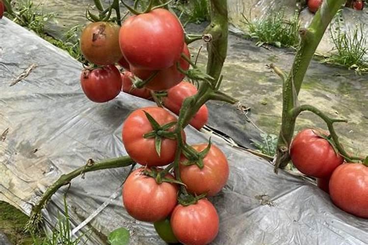 番茄挂果后怎么施肥 番茄施肥用什么肥料好