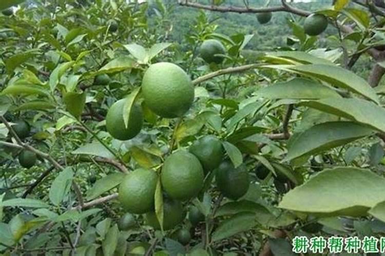 柠檬树施什么肥好