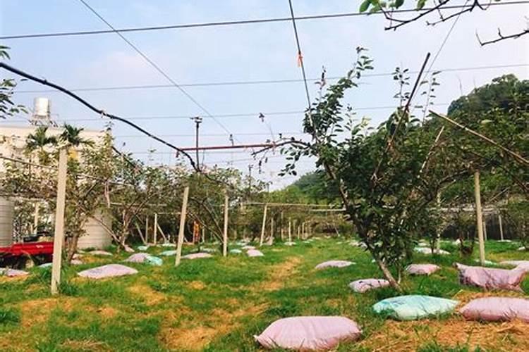 梨树施肥的最佳时间 梨树什么时候施肥