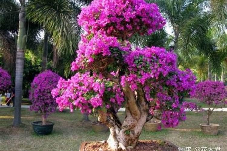 栀子花花苞期怎么施肥