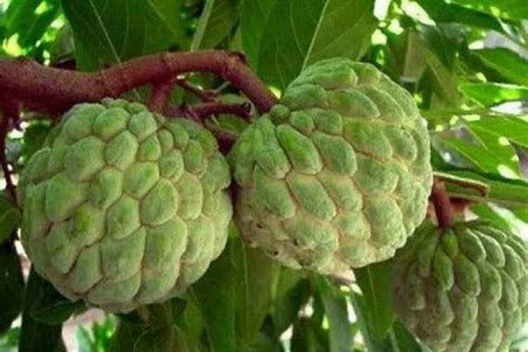 芍药花用什么肥料最好