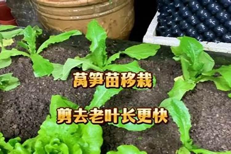 玉米需不需要通过冲施的方式施加钾肥？