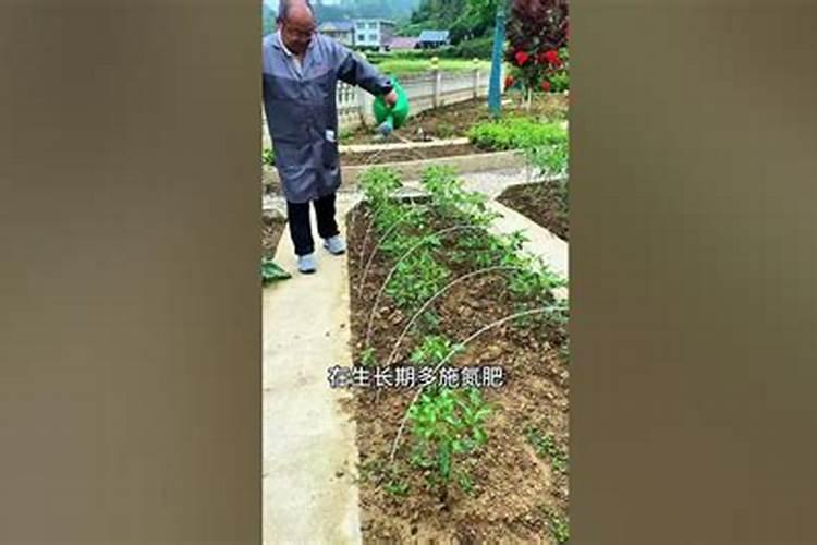 辣椒苗怎样浇水和施肥 方法是什么