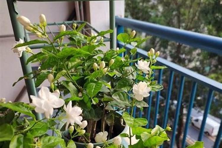 茉莉花可以用磷酸二氢钾吗,茉莉花可以用磷酸二氢钾施肥吗