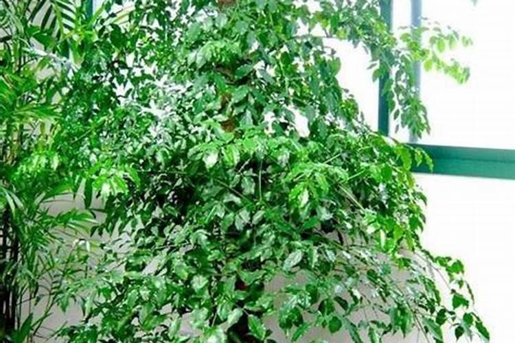 三角梅在开花期怎样浇水