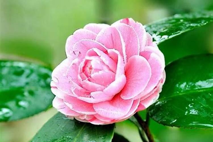 茶花施什么肥最好