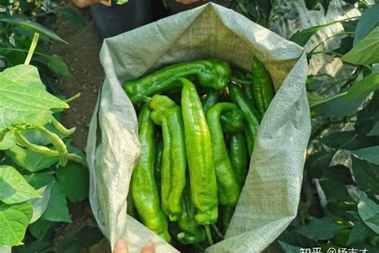 青尖椒种植方法
