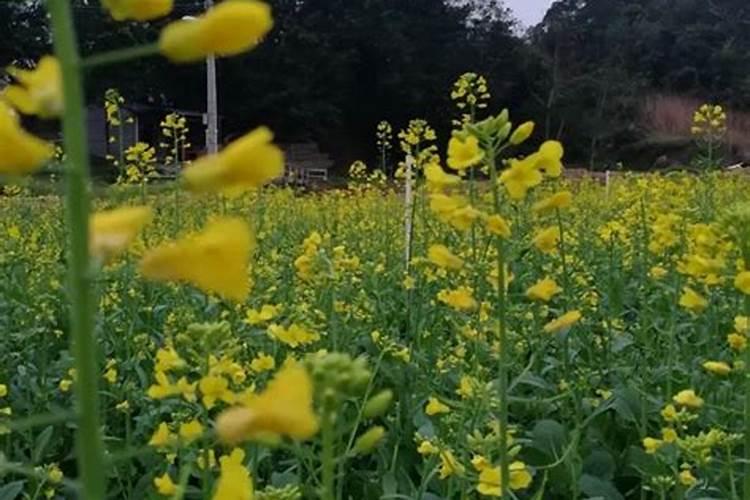 种油菜一亩地要多少肥料