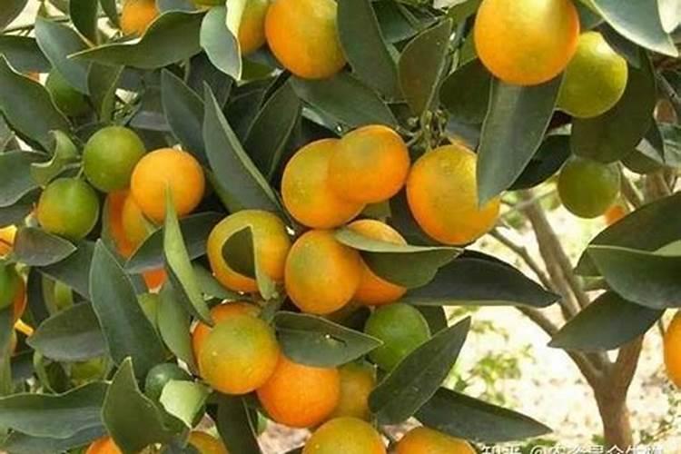 保花保果是什么意思？