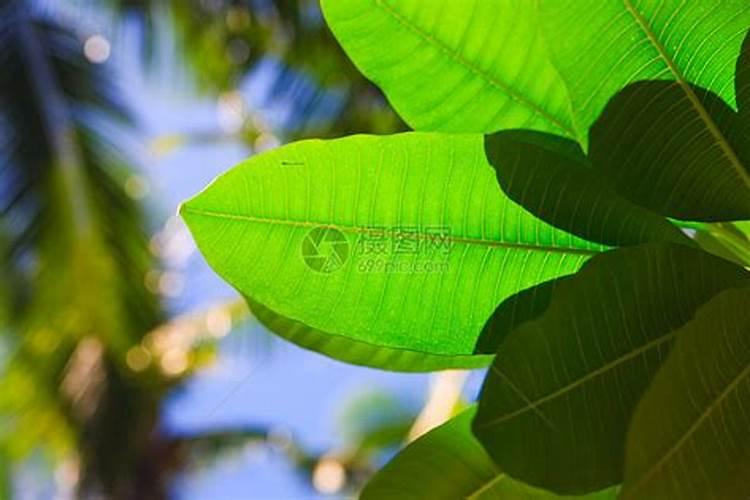 树叶可以做肥料吗