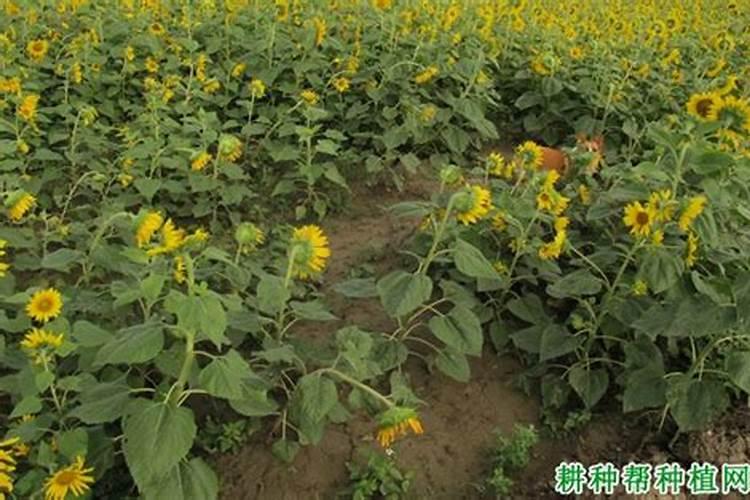 葵花什么时候用锌肥？
