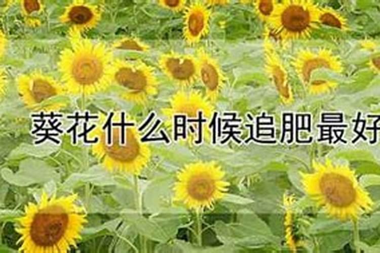 种油葵用什么肥好呀