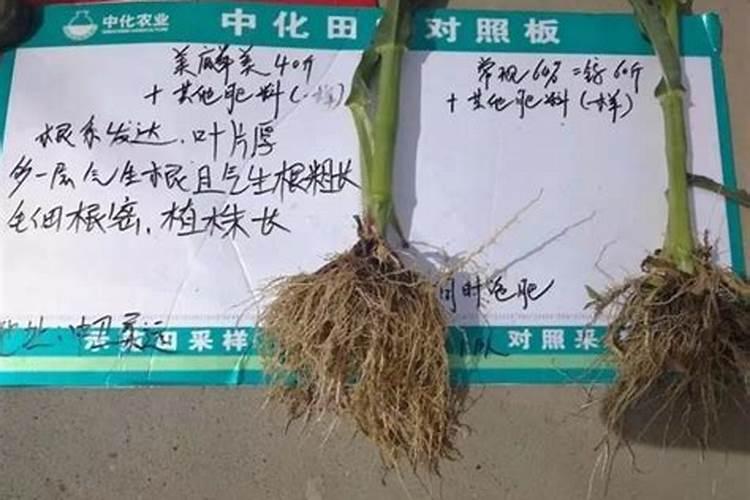 磷肥可以用水稀释吗