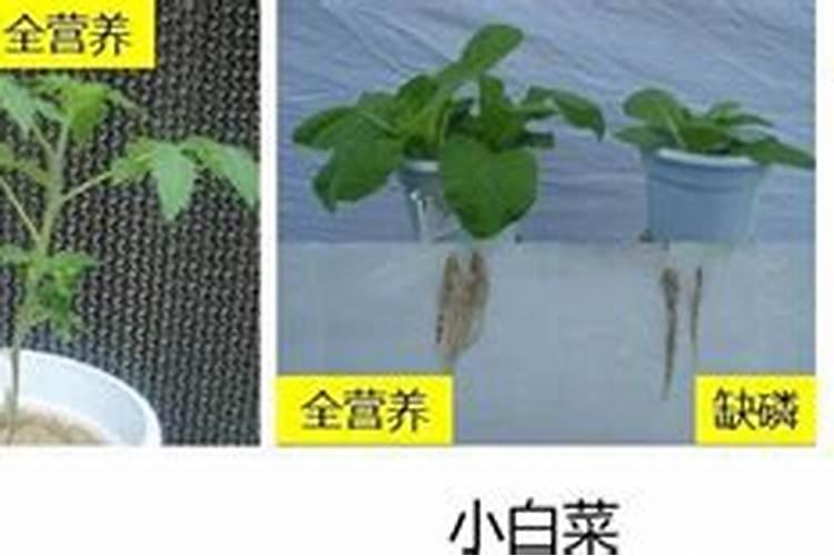 山西硝酸磷肥几天见校果