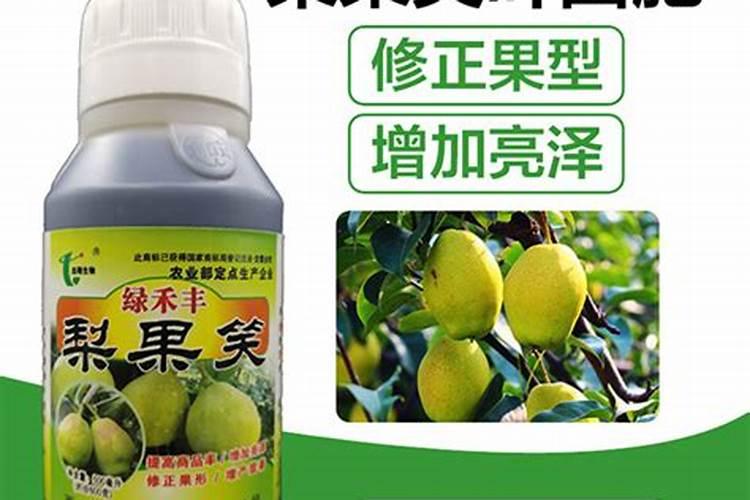 秋月梨树怎样拉枝