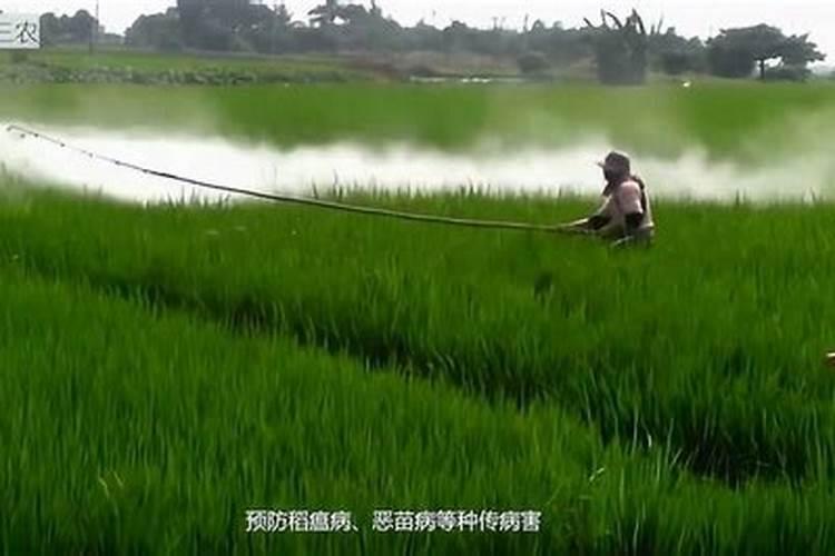 水稻各时期施肥量和施肥方法,什么时候播种