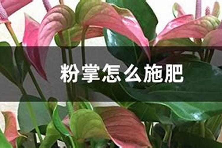 粉掌施什么肥最好