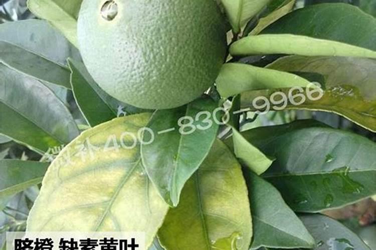 脐橙叶子发黄,什么病,用什么药能治好,谢谢大家。