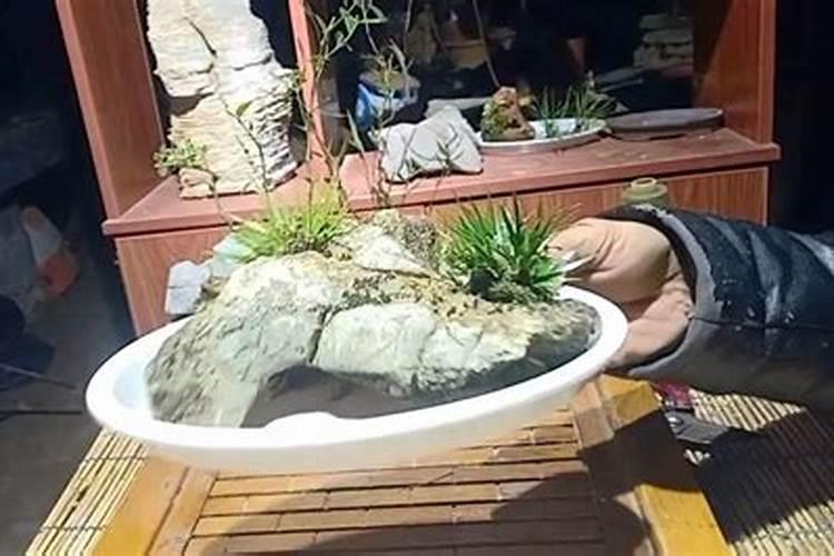 菖蒲如何施肥