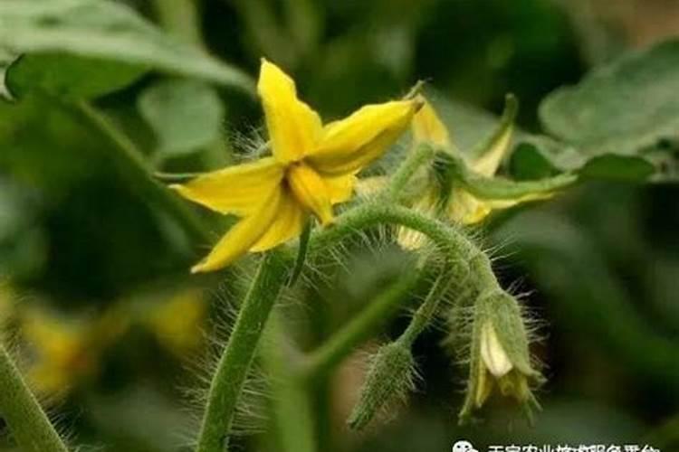 西红柿的花期管理及注意事项