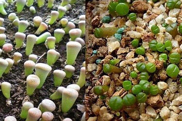 生石花怎么施肥