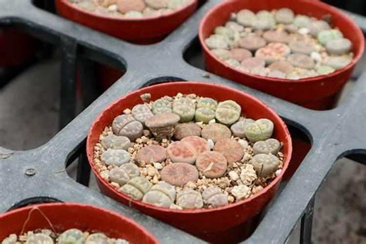 生石花怎么施肥