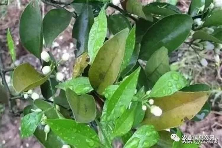 脐橙树缺钾的症状和补救措施有什么？