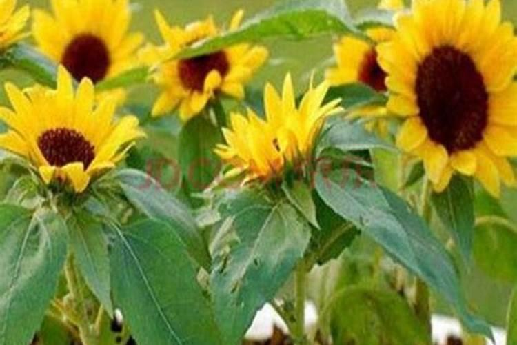 向日葵适合施什么肥