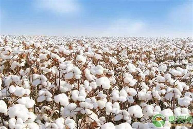 适合棉花的肥料种类主要有几种？