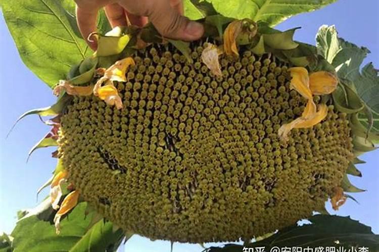三七粉哪个牌子的好？