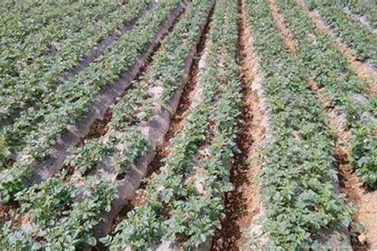 马铃薯的种植方法与管理技术