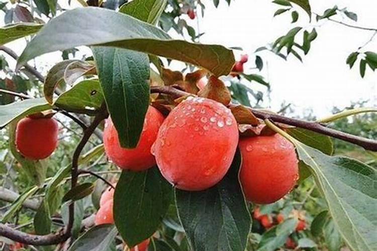 柿子树施什么肥最好