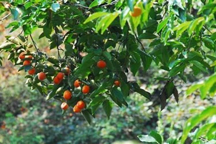柿子树结柿子后用什么肥料膨果？