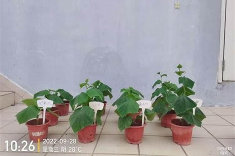 养多肉怎样使用水溶肥