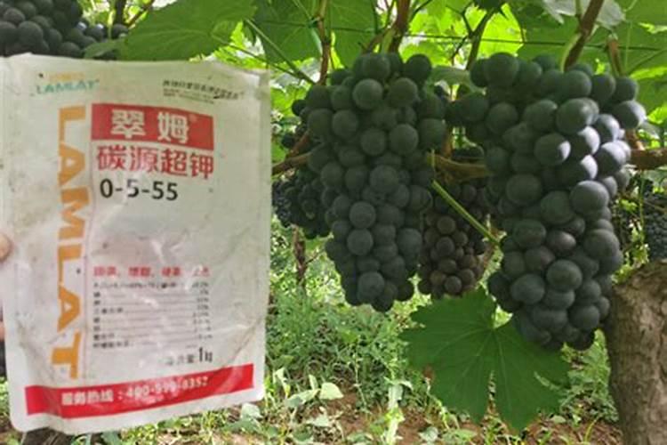 天脊16620硝酸钾水溶肥的批发价格是多少？