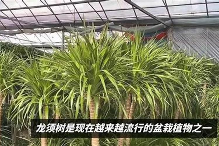 龙须树叶子下垂没精神,增强光照及时浇水