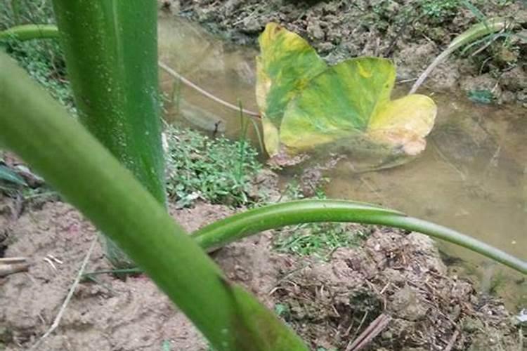 槟榔芋怎样种植