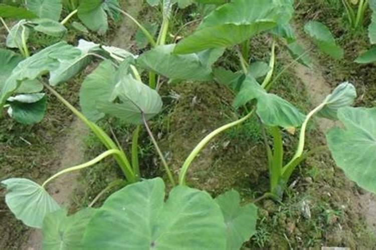 槟榔芋怎样种植
