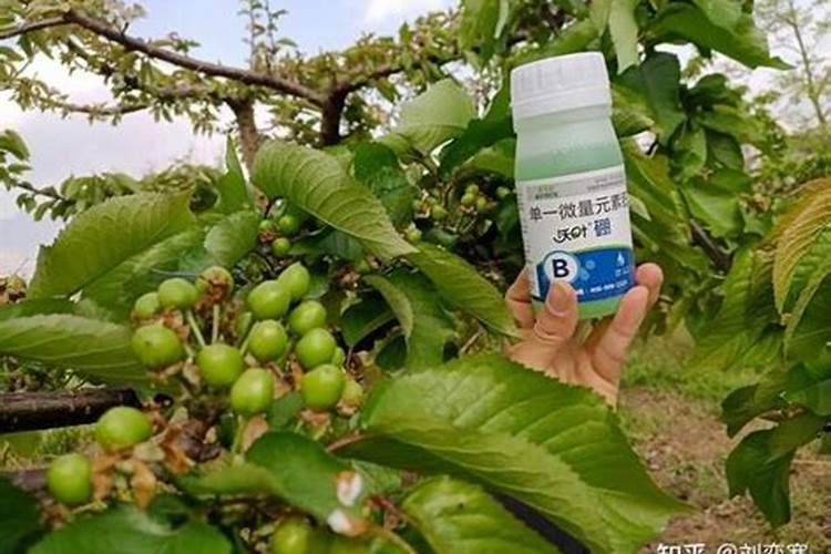 农作物施用硼肥的过程中有哪些误区需要注意的？