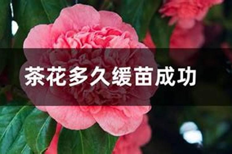 茶花缓苗多久太阳 阳光与茶花:生长的双向助力