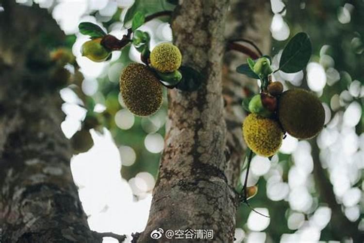 怎样能使菠萝蜜(即大树菠萝)结果多一些？