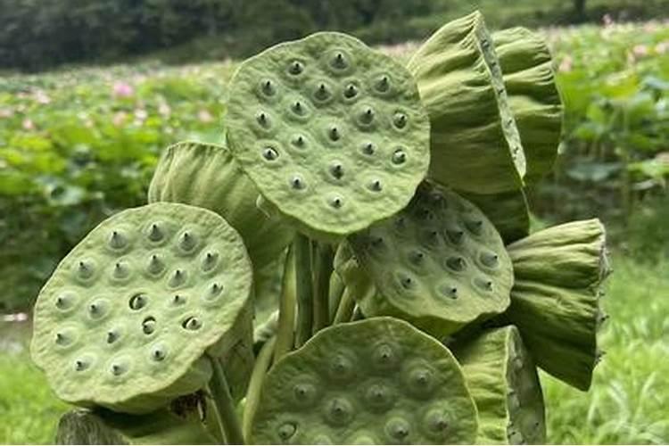 硼肥对改善花椰菜品质的重要作用及施用方法有哪些？
