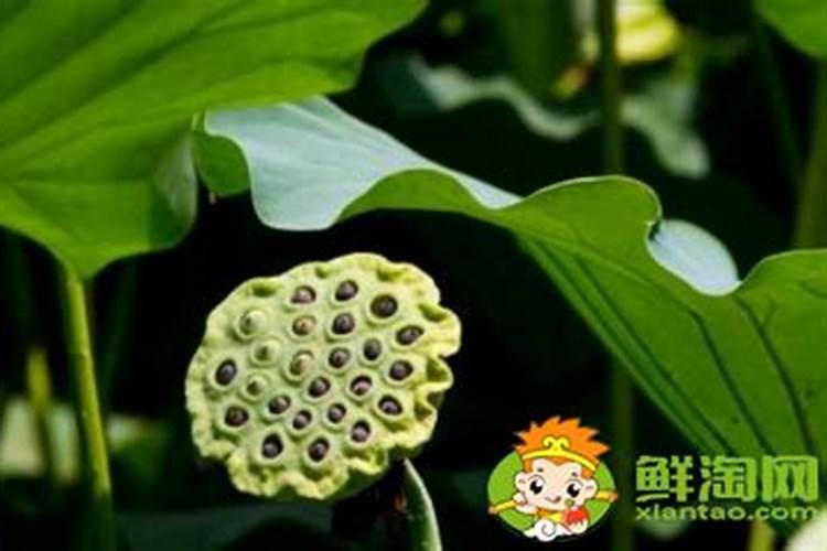 “太空莲”怎样种植？