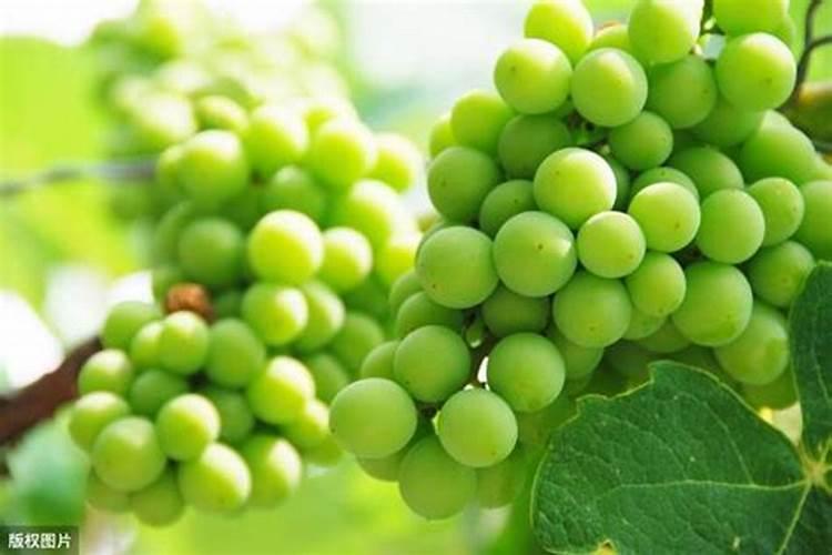 发财树能浇硫酸亚铁吗