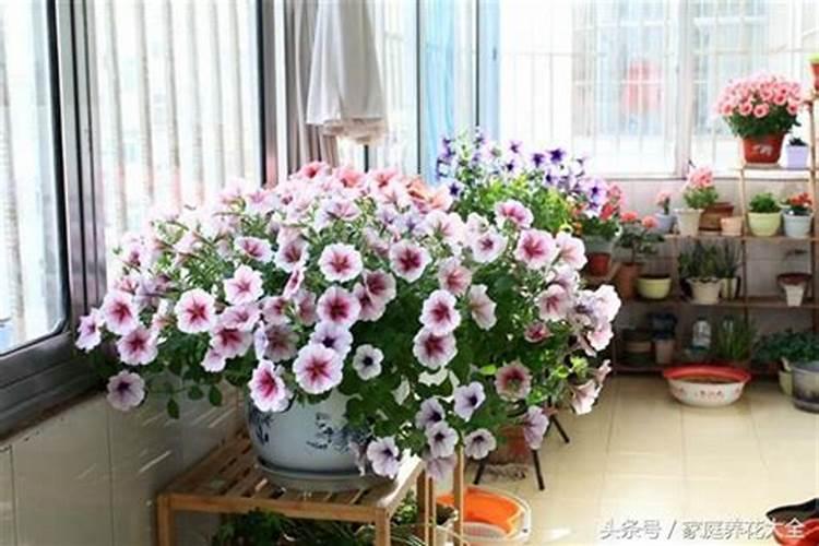 养花使用什么样的肥料好 养花一般要施什么肥料