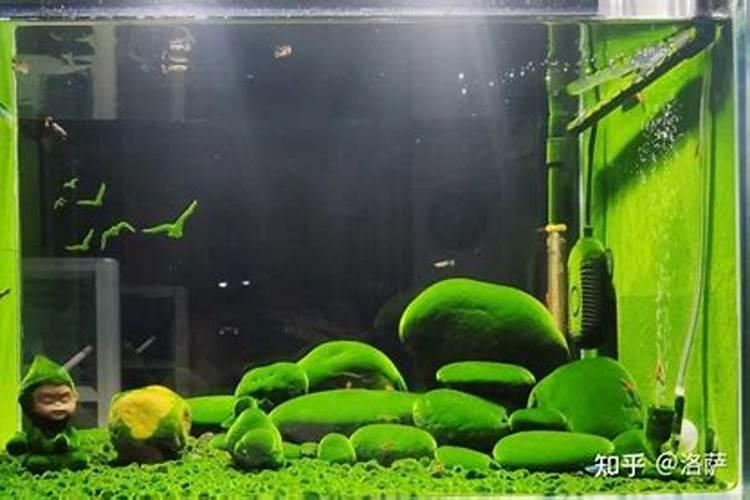 绿藻有哪些利用价值