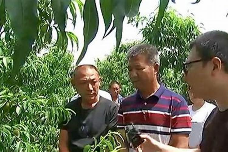 桃树硬核期施什么肥